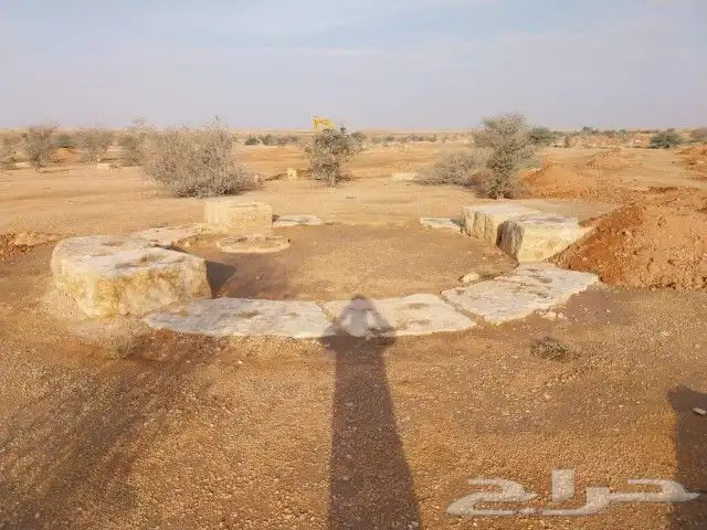 شبوك المزارع والملاعب ونخيل 4