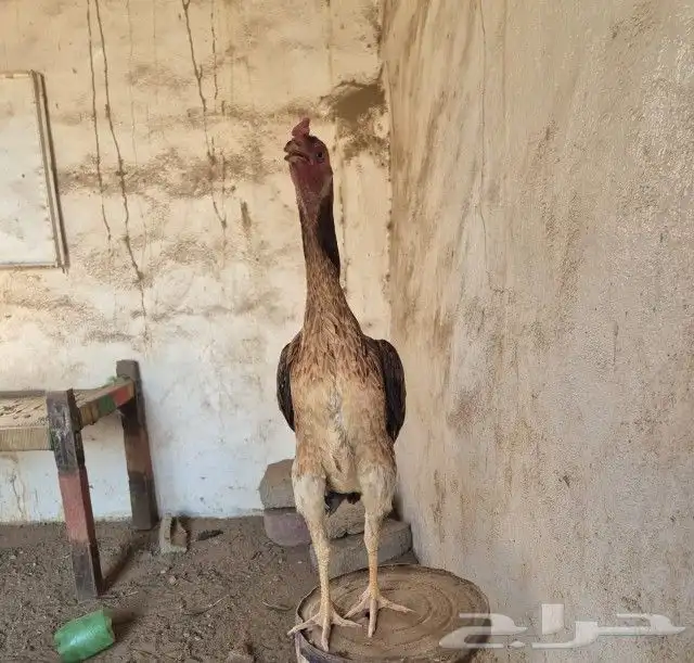 دجاجه شامو ياباني 0