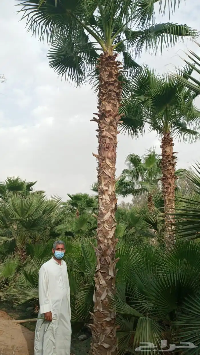 نخيل واشنطونيا 6
