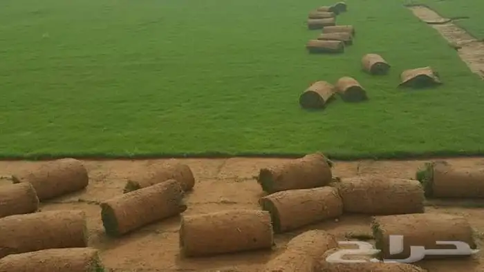 مزرعة الياسمين 5