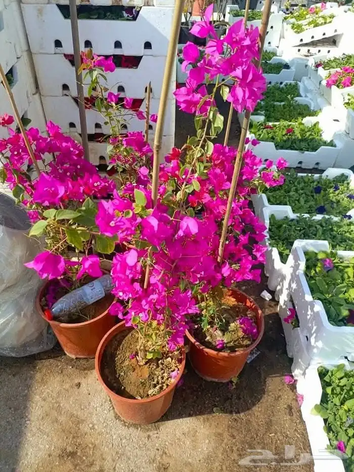 مزرعة الياسمين 0