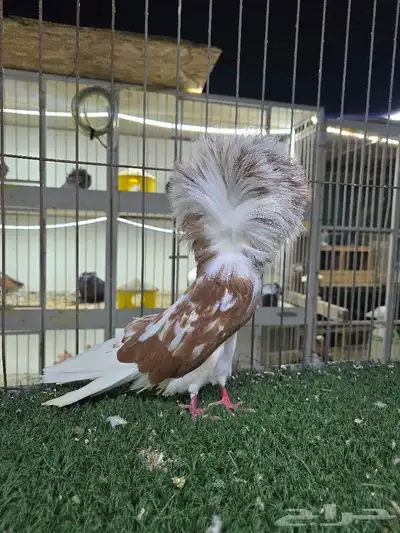 جاكوبين( تم البيع) 0