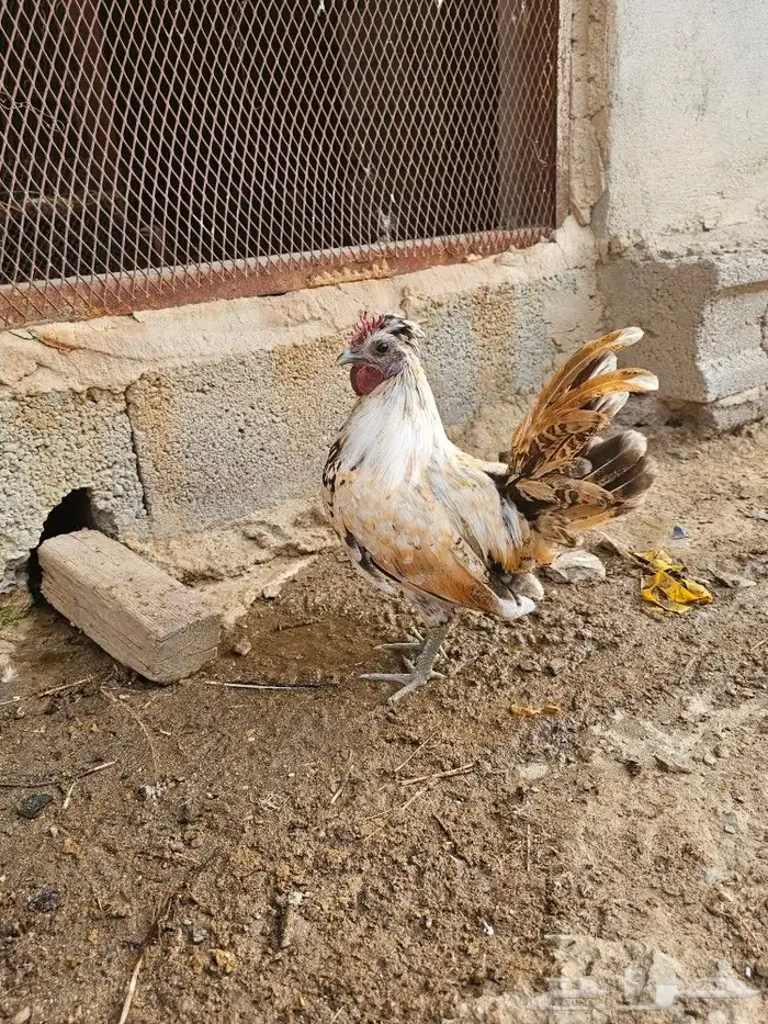 ديكين حباحب 0