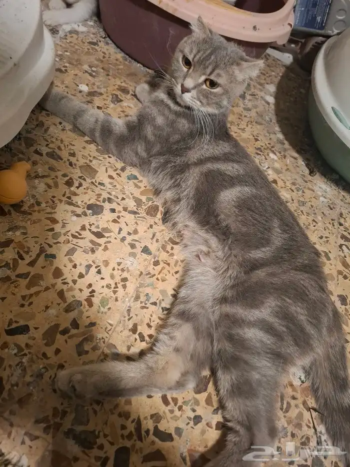 قطط لتبني 6