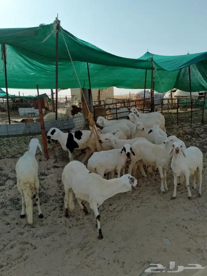 ضحايا سواكنيات 0
