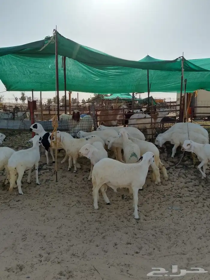 ضحايا سواكنيات 2