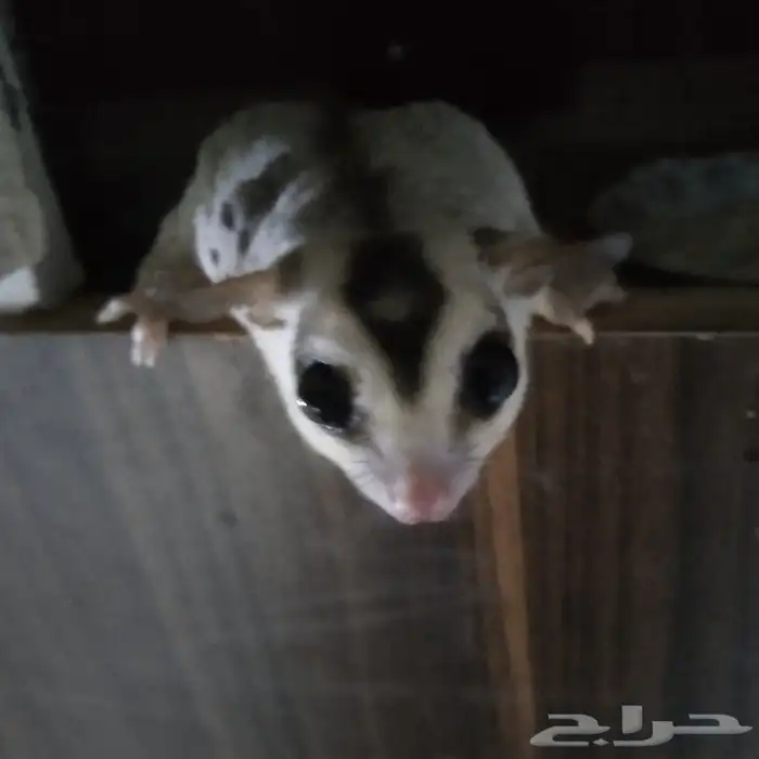 سنجاب ذكر عمره سنة 1