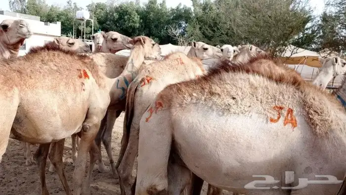 حشوان صومالي تبارك الرحمن 2800 1