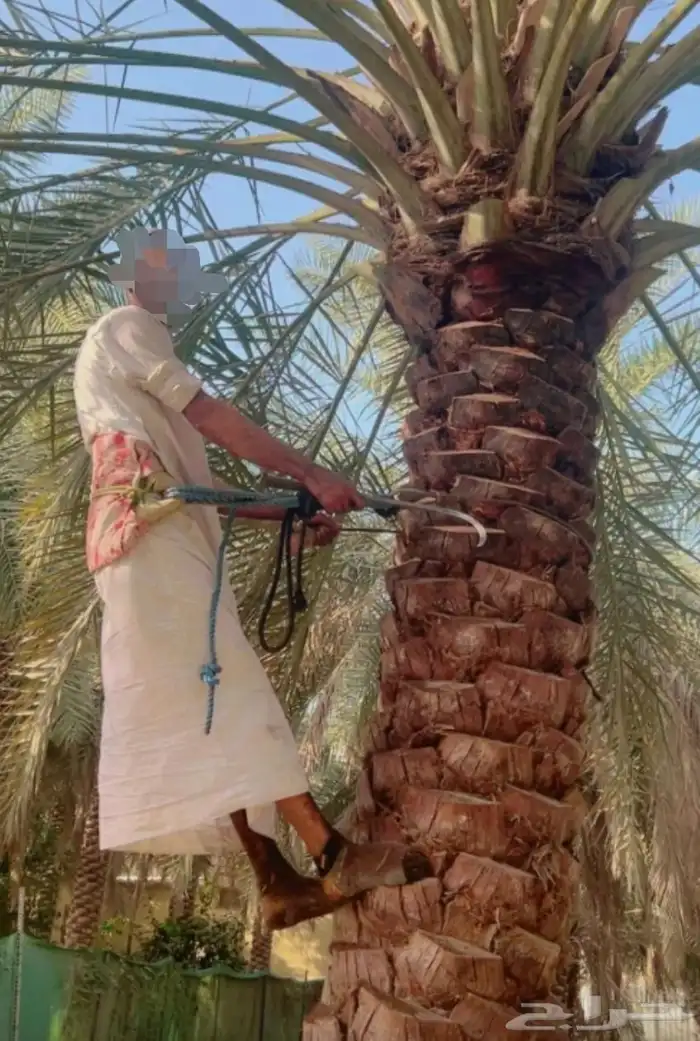 كر صعود النخل 5