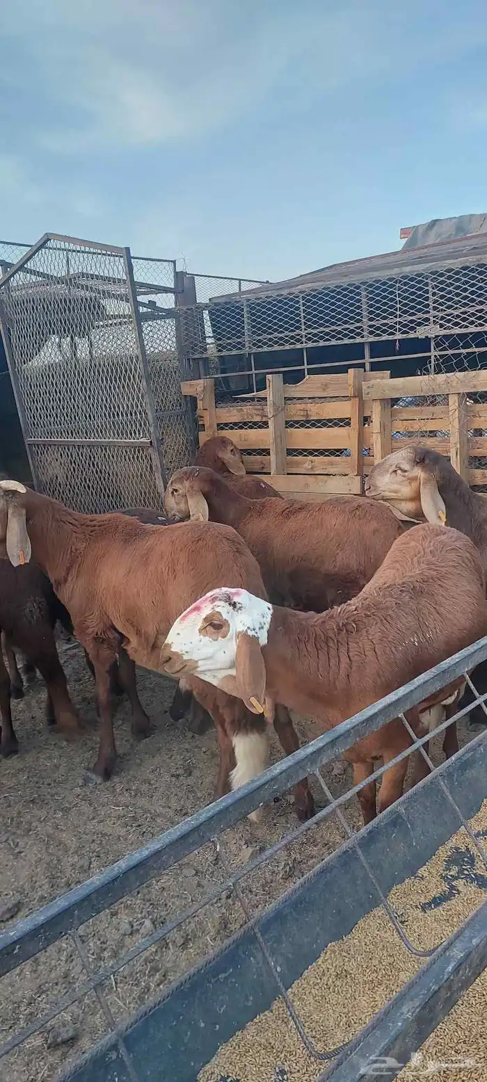 طليان سواكني مرابي 0