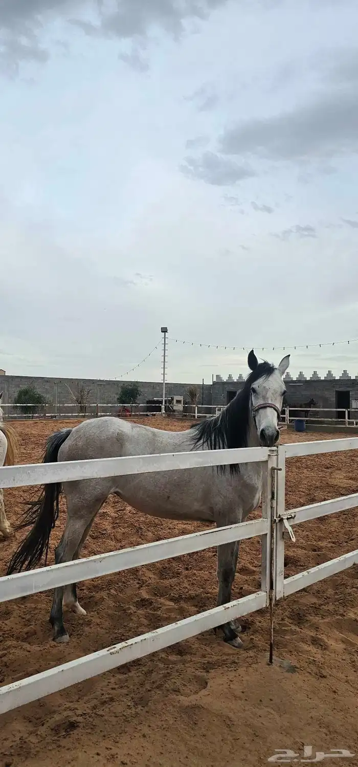 مهره جزيريه 6