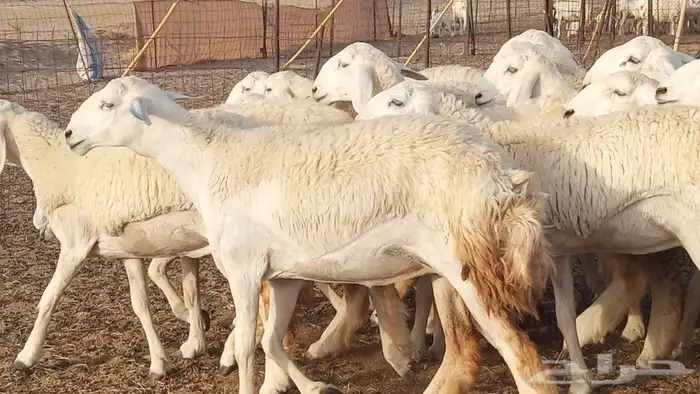 رخال مقاني صنف الصنف 58 رأس جدعات رخال جروم وشعره وعرض فاخر 13