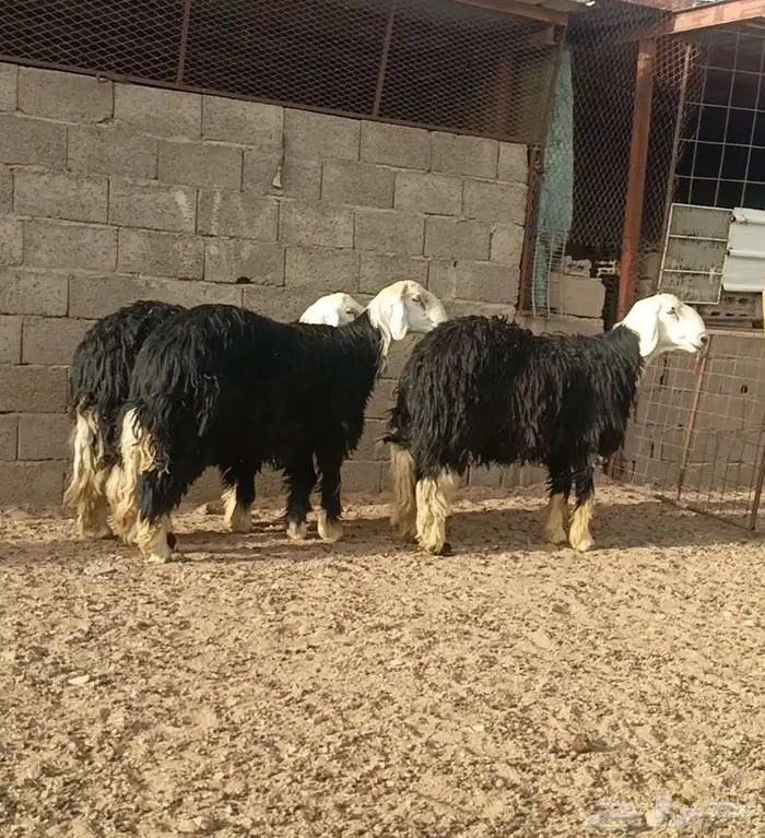 خرفان نجد فاخرات جروم ماشاء الله يبارك الله العمر 12جذعان 1