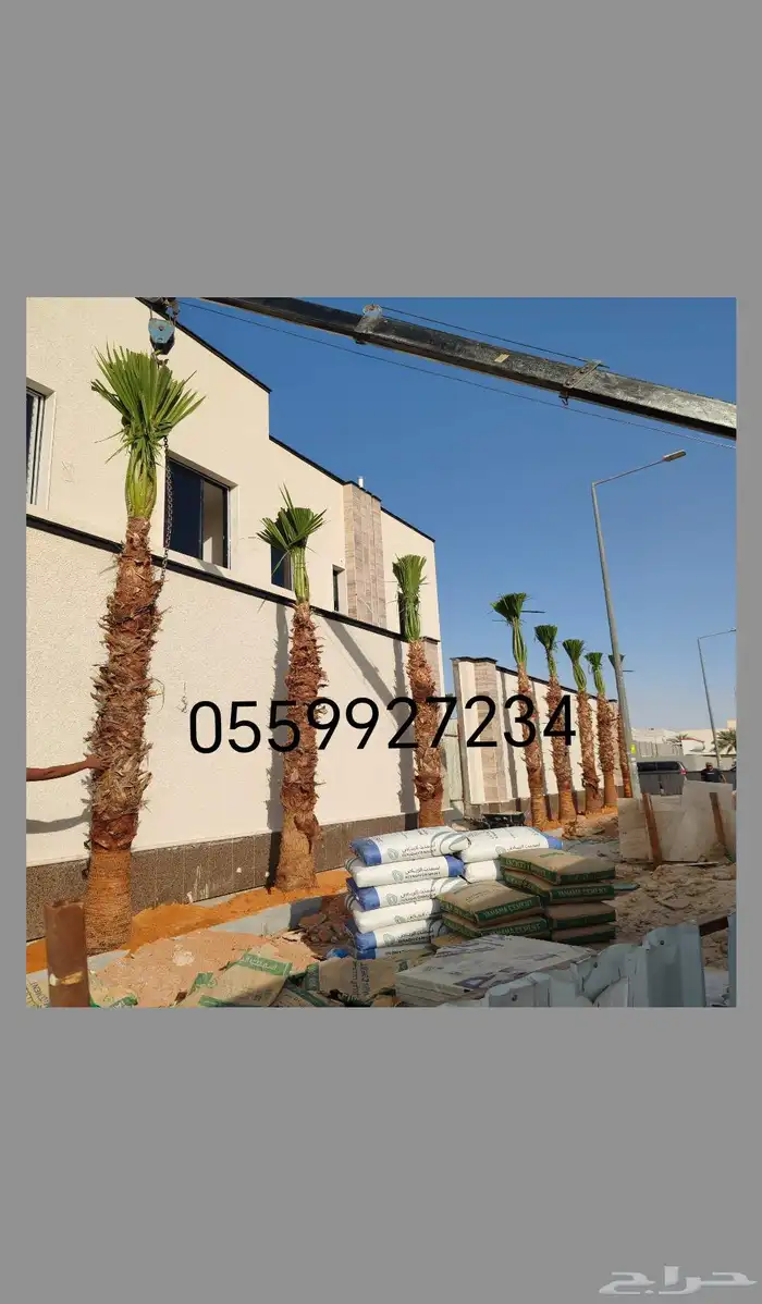 نخيل واشنطني ونخيل عربي 5