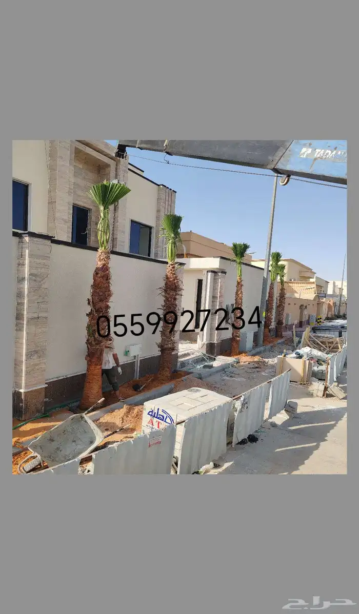 نخيل واشنطني ونخيل عربي 4