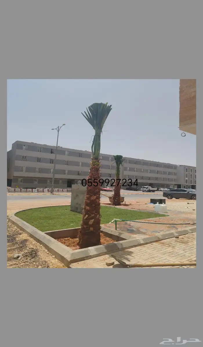 نخيل واشنطني ونخيل عربي 2