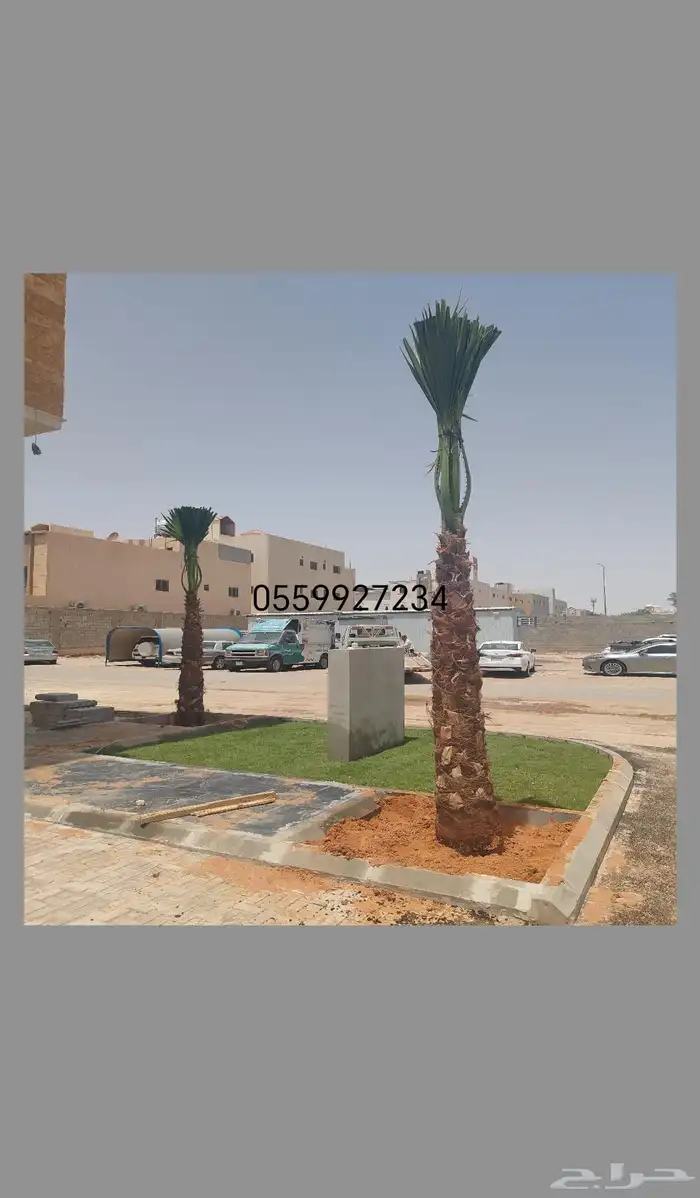 نخيل واشنطني ونخيل عربي 3