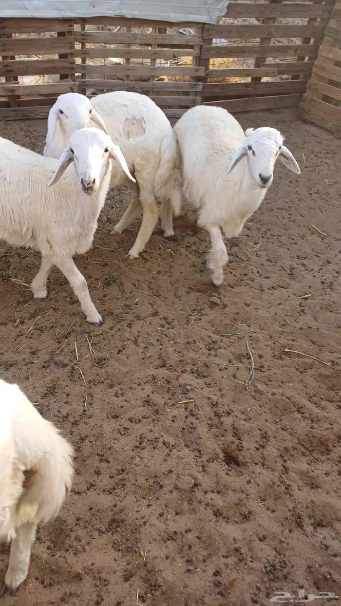 اربعه طليان للبيع 2