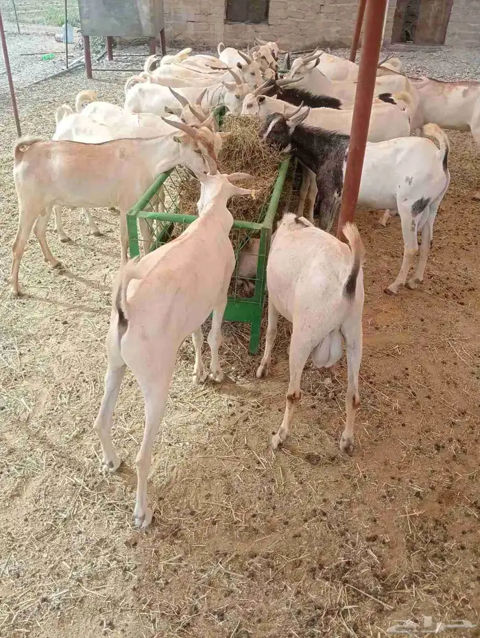 برابر وتيوس الباحه مرابي شهرين ونصف 0