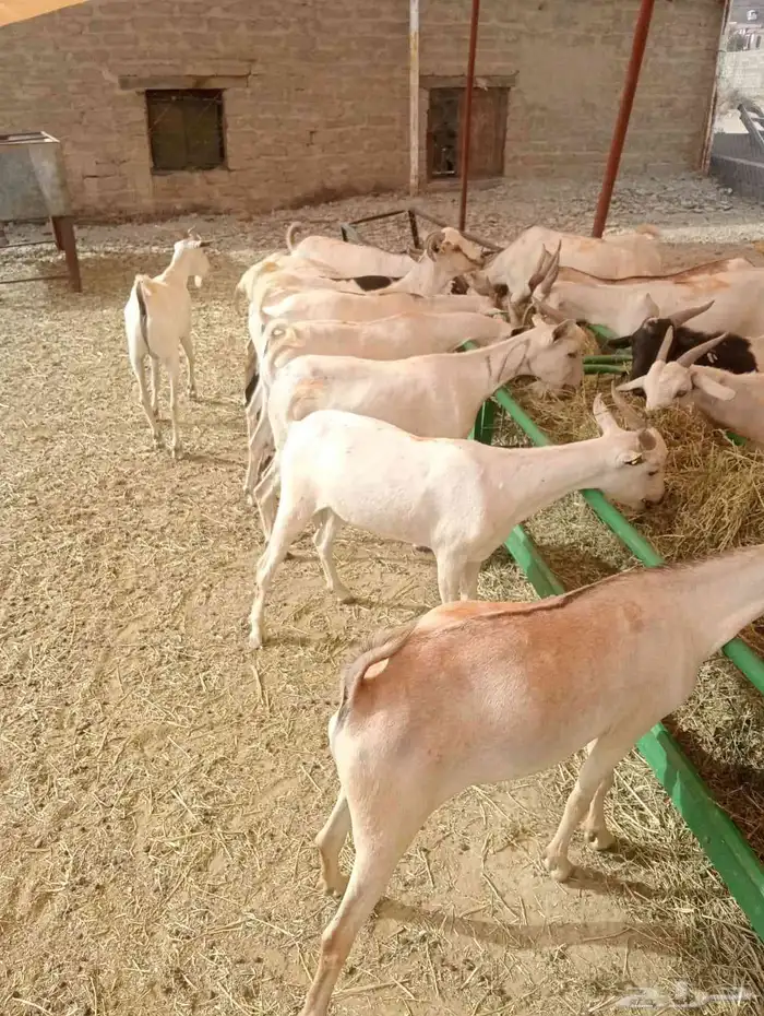 برابر وتيوس الباحه مرابي شهرين ونصف 1