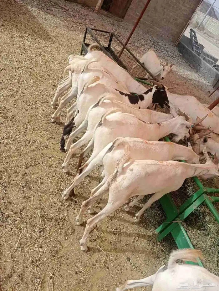 برابر وتيوس الباحه مرابي شهرين ونصف 3