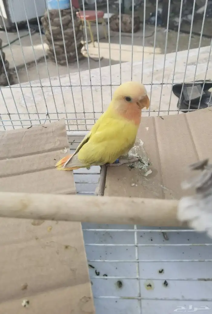 فروخ روز 1