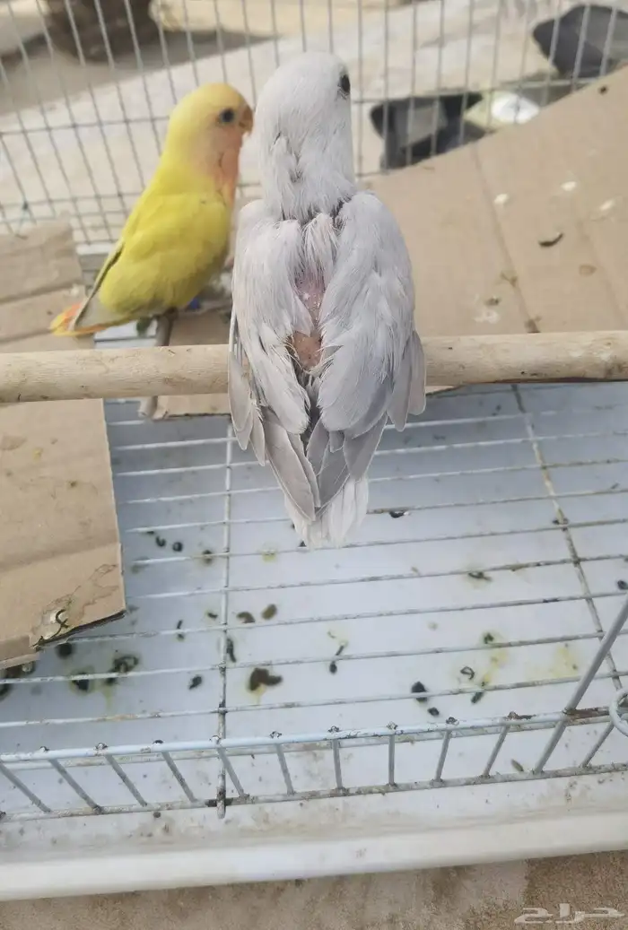 فروخ روز 2