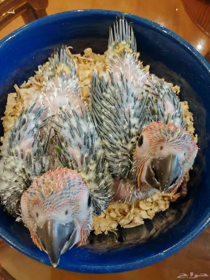 فرخين صن كنيور. (. تم البيع. ) 1