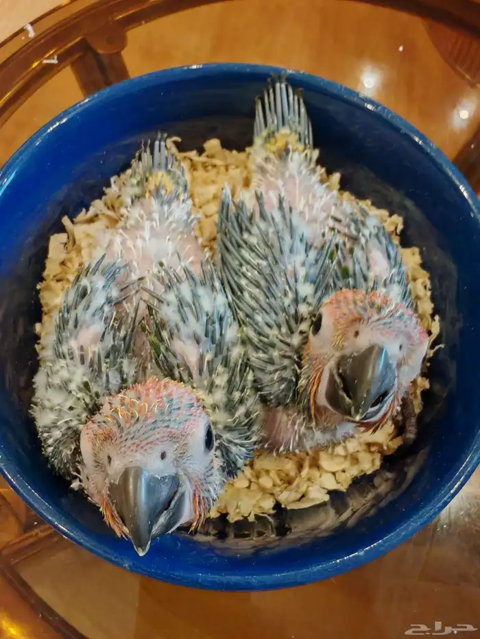 فرخين صن كنيور. (. تم البيع. ) 0