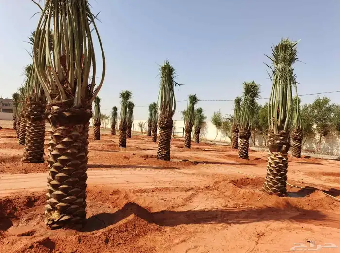 جميع مناطق الرياض 3
