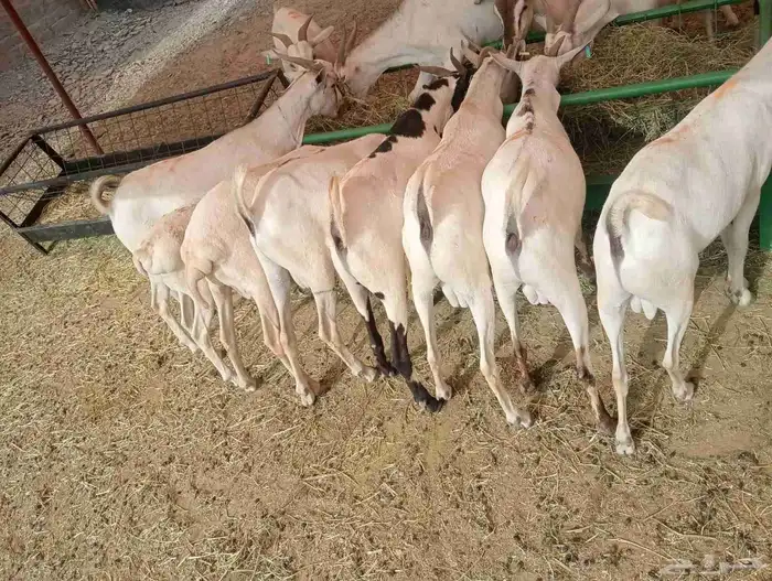 برابر وتيوس الباحه مرابي شهرين ونصف 4