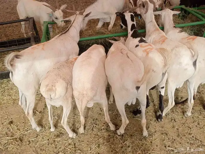 برابر وتيوس الباحه مرابي شهرين ونصف 5