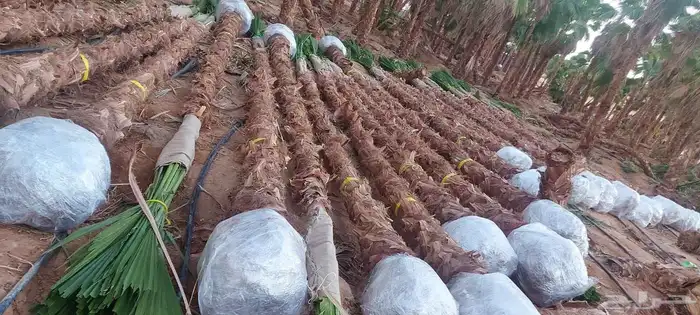 شبوك ونخيل في جميع أنحاء المملكة 0