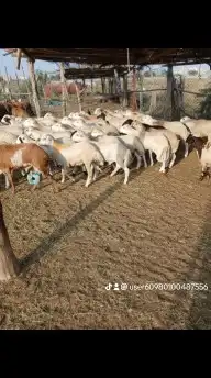 خرفان بلدي اضاحي مخاصي 0