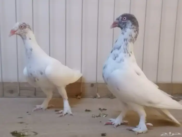 زوج دنش ابيض مشرب 1