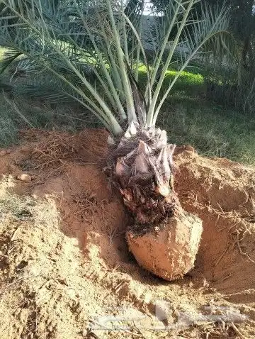 نخل نقايل متر ونص ومترين سكري صقعي برحي صفاوي عجوه خلاص 6