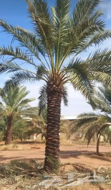 جميع أشغال أنخل 2