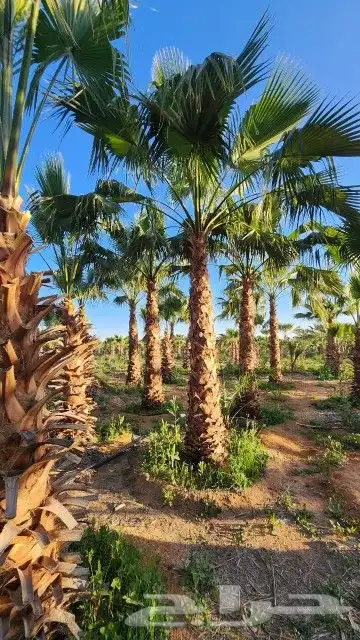 نخيل الشرقية 6