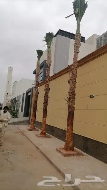 نخيل الشرقية 2