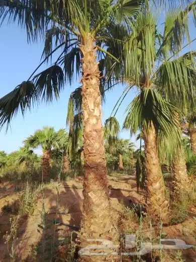 نخيل الشرقية 4