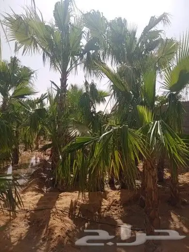 نخيل الشرقية 5