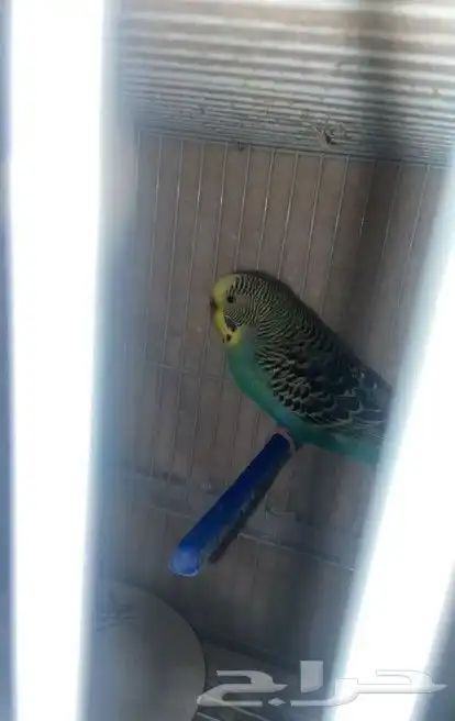 طيور بادجي للبيع اليفه البيع 300 3