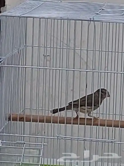 ذكر ياسمين طائفي 6