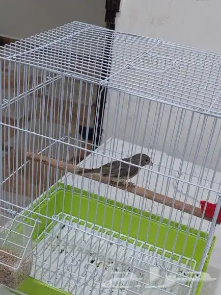 ذكر ياسمين طائفي 1