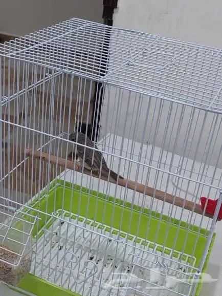 ذكر ياسمين طائفي 0