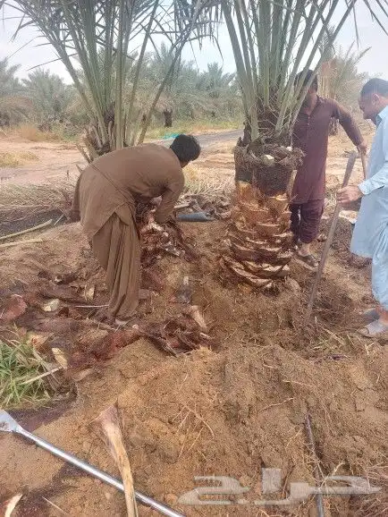 يوجد لدينا جميع انواع انخيل المثمر حسب المقاسات ونوعية 0