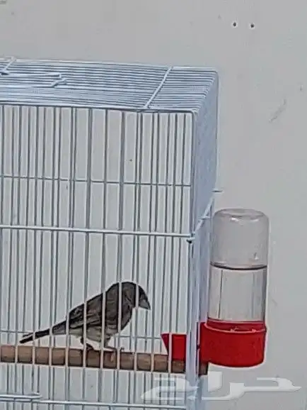 ذكر ياسمين طائفي 4