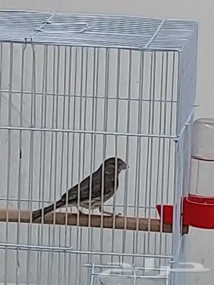 ذكر ياسمين طائفي 5