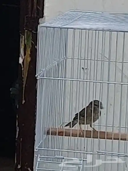 ذكر ياسمين طائفي 3