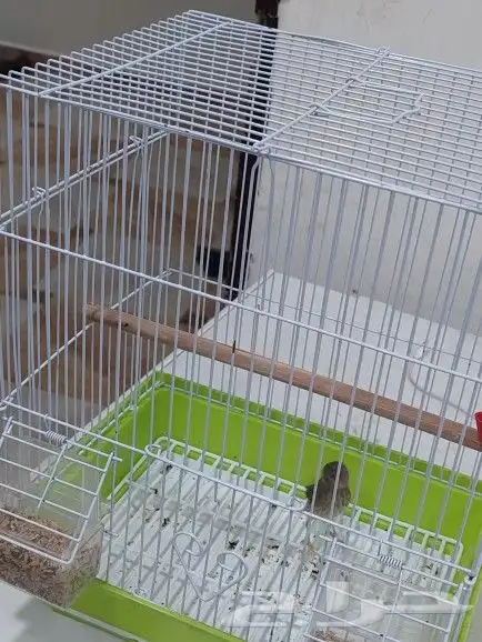 ذكر ياسمين طائفي 2